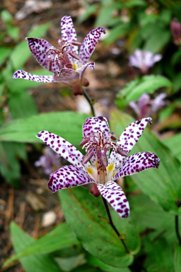 Tricyrtis formosana Empress Tricyrtis formosana Empress