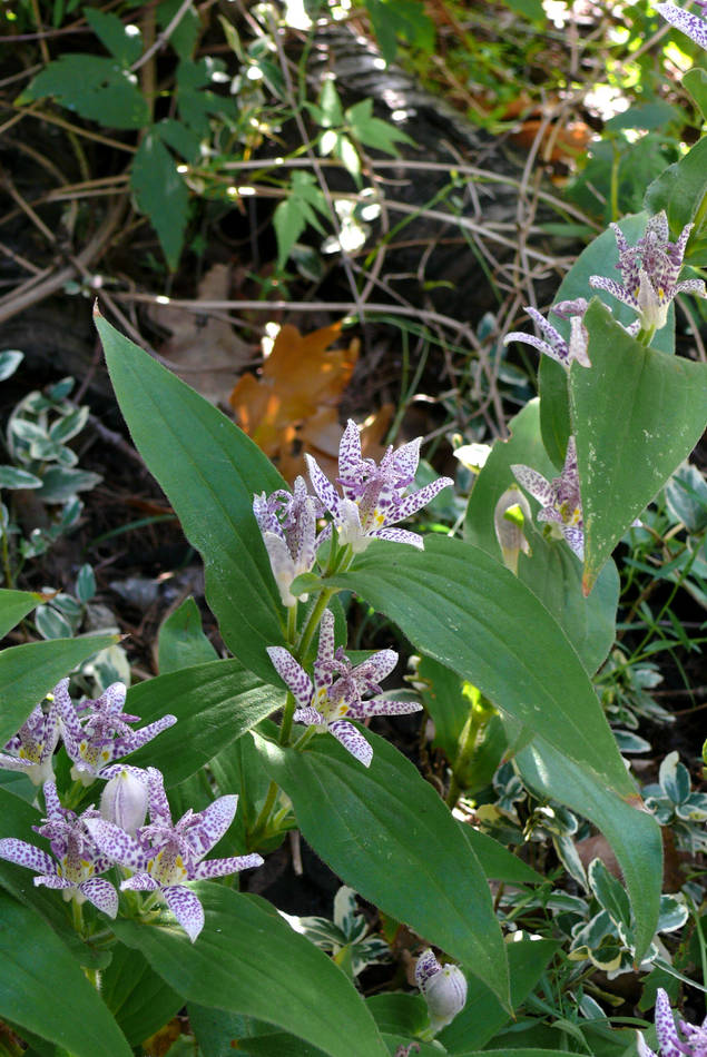 Tricyrtis hirta Tricyrtis hirta