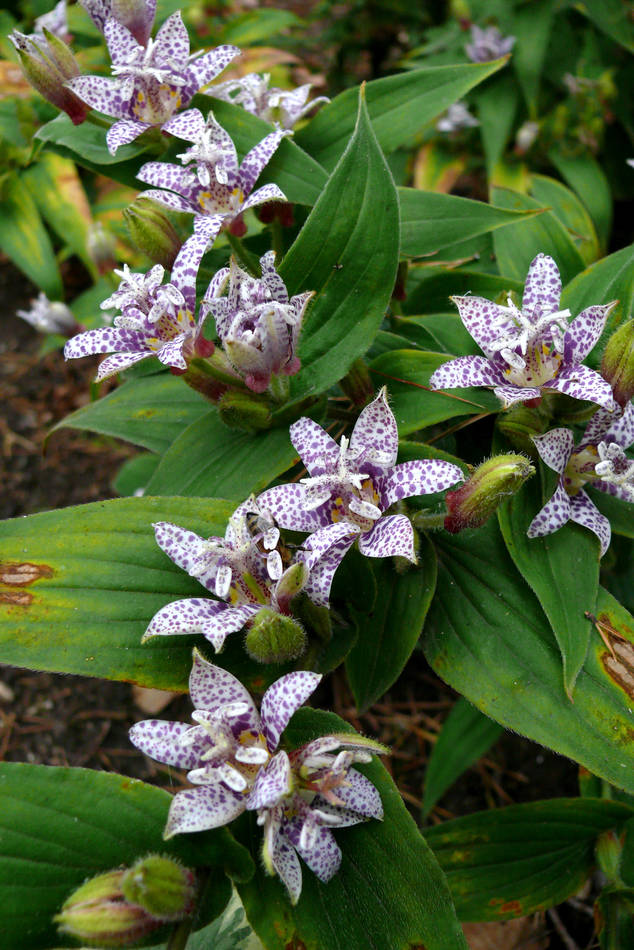 Tricyrtis hirta Miyazaki Tricyrtis hirta Miyazaki