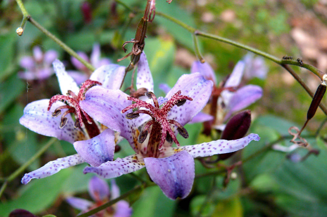 Tricyrtis lasiocarpa z Tchaj-wanu Tricyrtis lasiocarpa