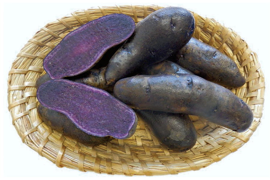 Odrůda bramboru Val Blue