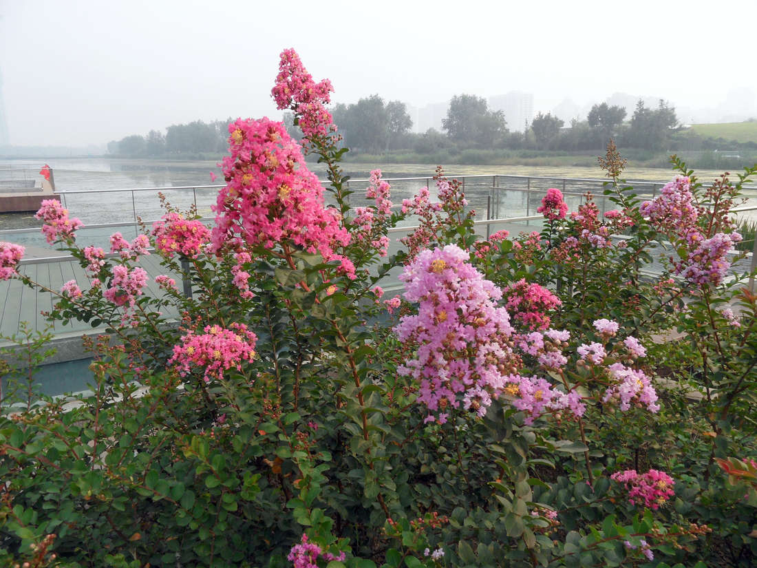Pukol kvete bohatě na světlém stanovišti Pukol (Lagerstroemia)