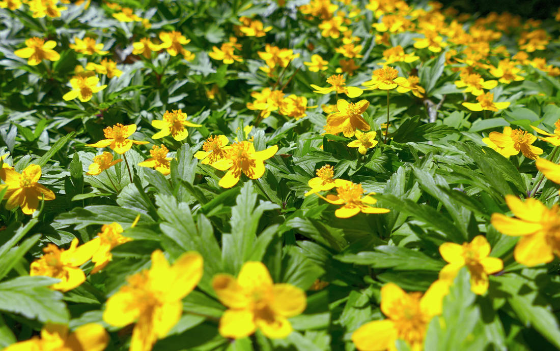 mochnička kuklíkovitá (Waldsteinia geoides)