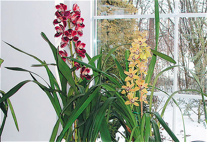 Proč se cymbidia doporučují pokročilým pěstitelům orchidejí