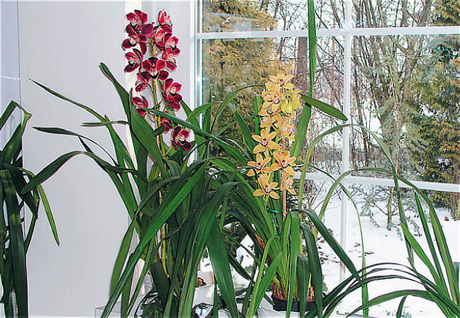 V zimě kvetoucí hybridy rodu orchidejí Cymbidium Cymbidium, rod orchidejí