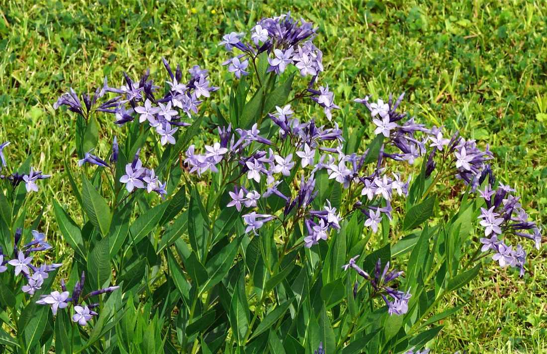 Kultivar amsonie Blue Ice Amsonia Blue Ice