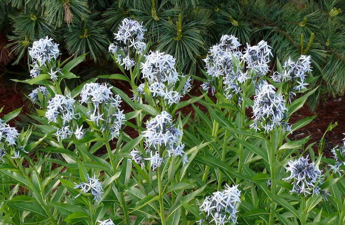 Amsonie podobná druhu (cf) A. illustris Amsonia cf. illustris