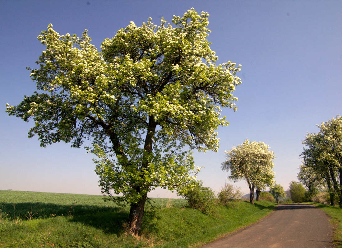 Windsorská, odrůda