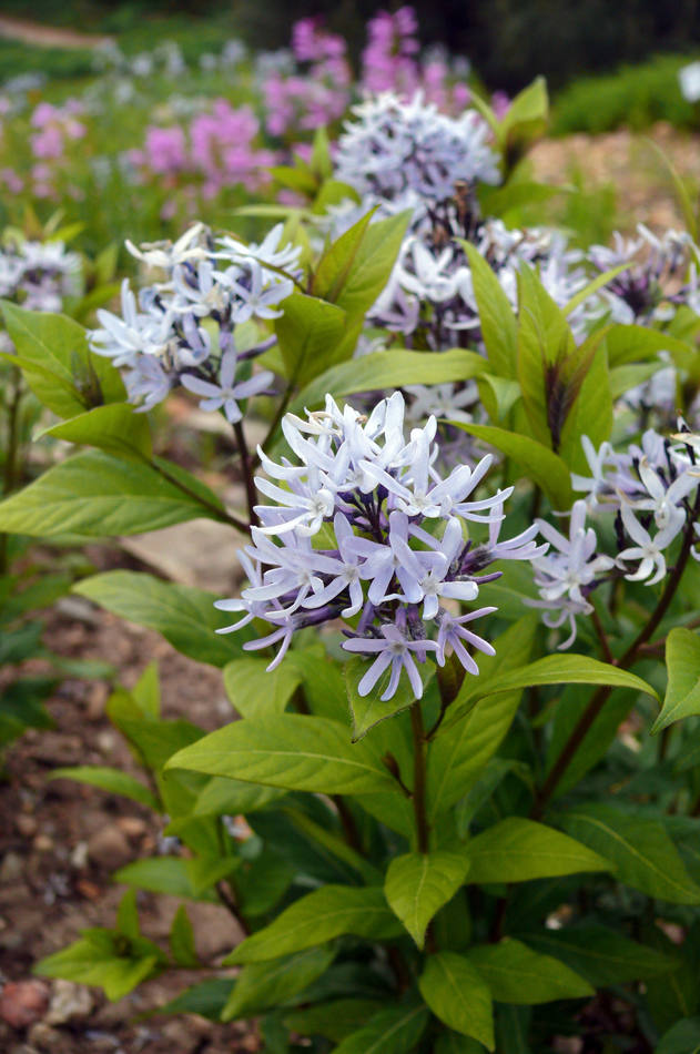 Amsonia tabernaemontana Short Stack Amsonia tabernaemontana Short Stack