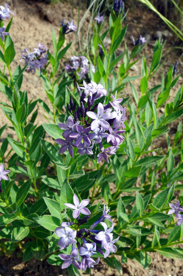 Amsonia orientalis syn. Rhazya orientalis Amsonia orientalis syn. Rhazya orientalis