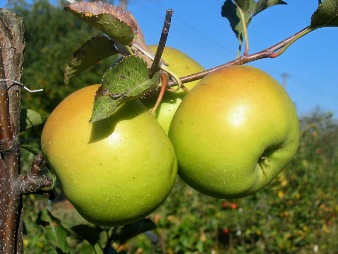 Vybíráte odrůdy jabloní? Zajímejte se také o Goldstar a Granny Smith