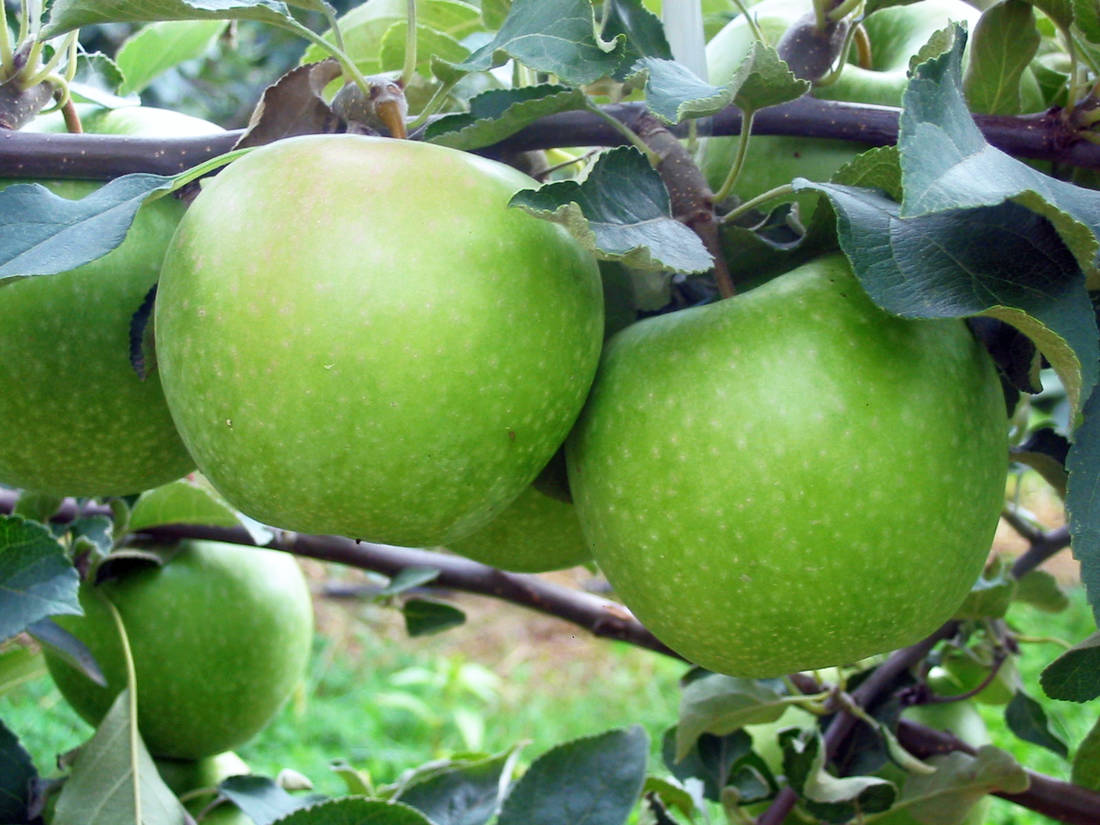 Granny Smith patří k nedoceněným odrůdám jabloní Odrůda Granny Smith
