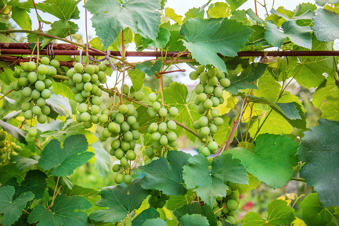 Upravená réva: Hrozny neubírají světlo listům a listy neomezují proudění vzduchu a brzké osychání révy po dešti; foto Shutterstock Porost révy upravený tak, aby listy měly co nejvíce světla