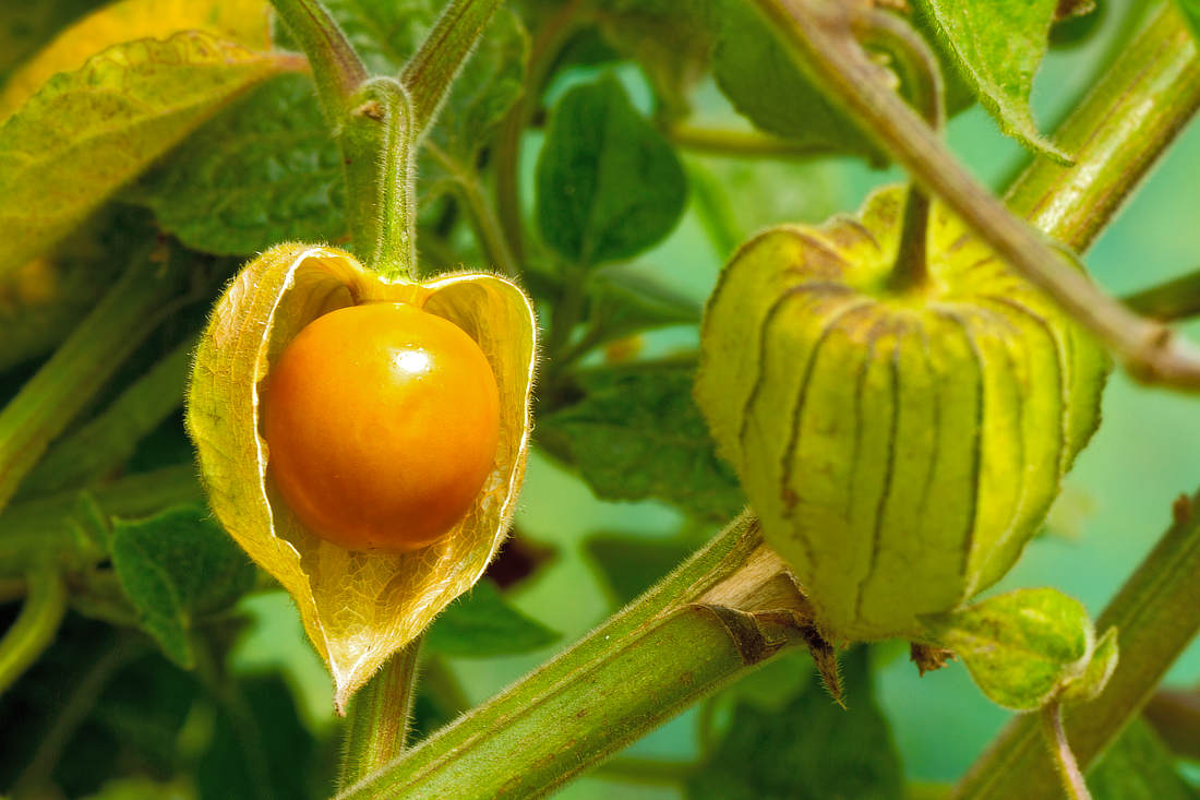 Mochyně peruánská; foto Shutterstock Mochyně perunánská