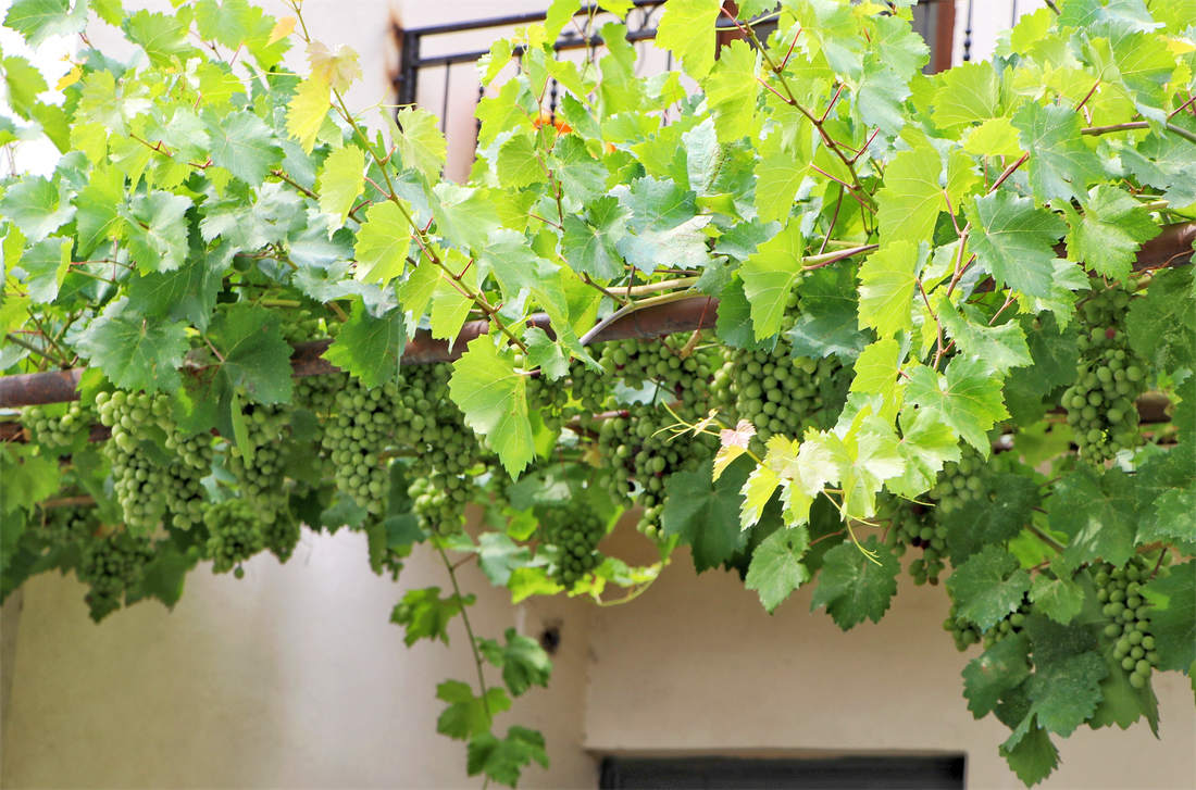 Stěny a budovy pomohou s vhodným mikroklimatem v oblastech vrchovin, pahorkatin či v podhůří; foto Shutterstock Réva chráněná před chladem blízkostí zděné stěny i výškou vedení; foto Shutterstock