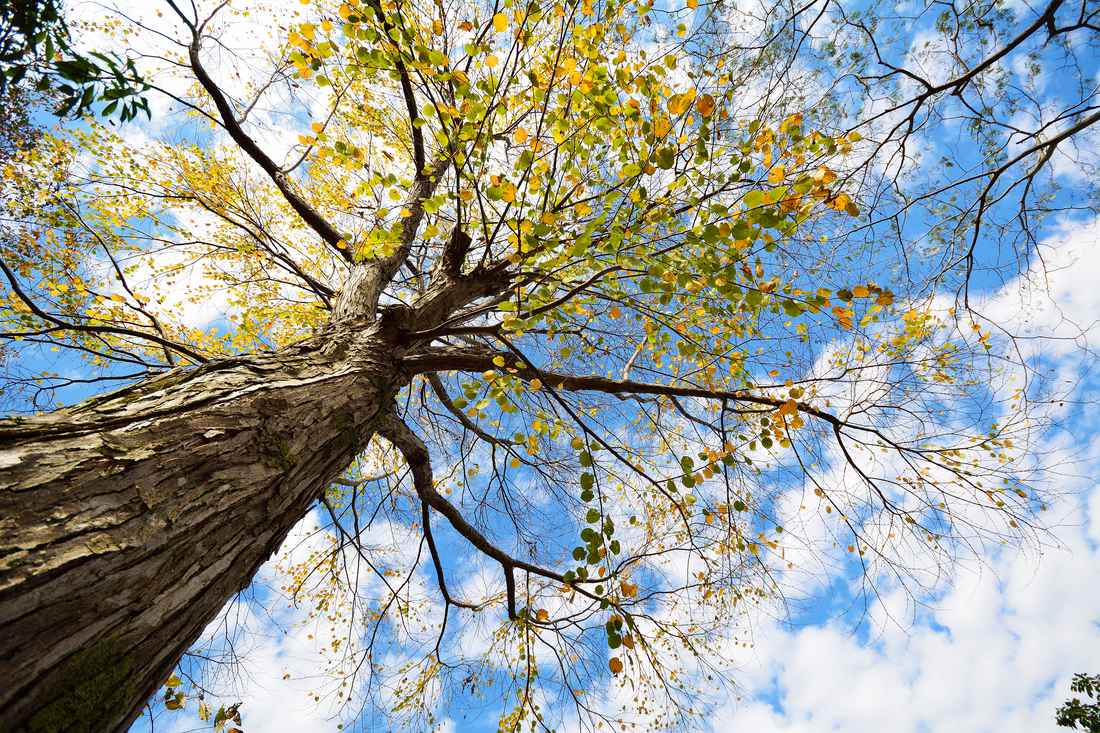 Zmarličník japonský (Cercidiphyllum japonicum)