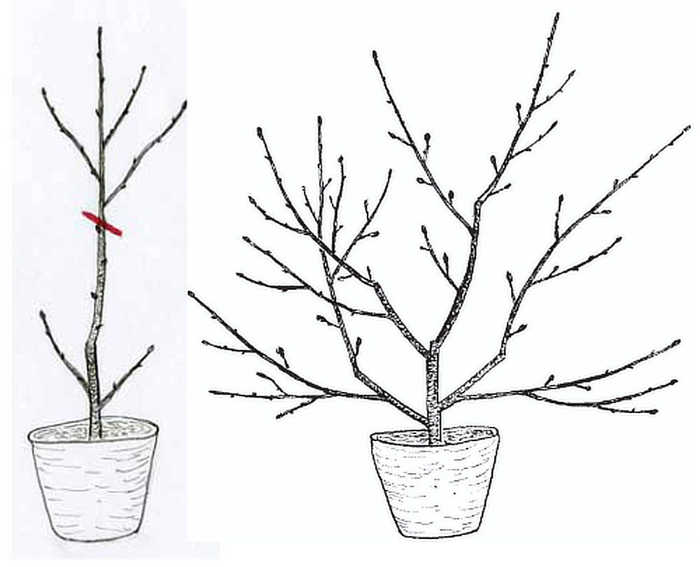 Při jarní výsadbě magnolie seřízneme loňský výhon, abychom vypěstovali keř s rovnoměrně rozloženými větvemi. Keř dobře zapěstovaný ve školce nepotřebuje při výsadbě další úpravu řezem. Řez mandloně a dobře rostoucí výpěstek