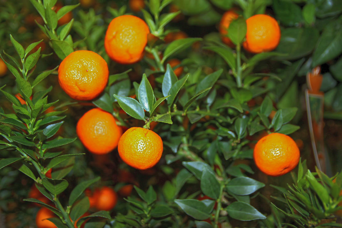 Oblíbený citrus Chinotto se osvědčil jako pokojová rostlina