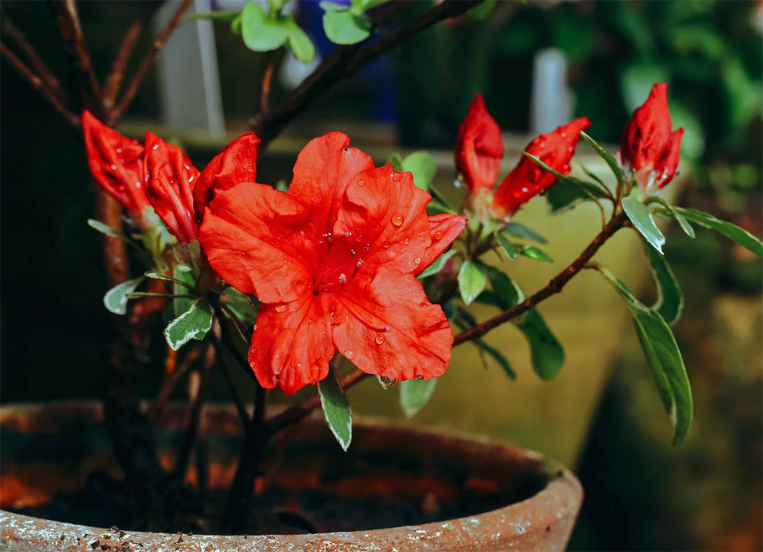 Azalka; foto Shutterstock Azalky vánoční dárky i ozdoby