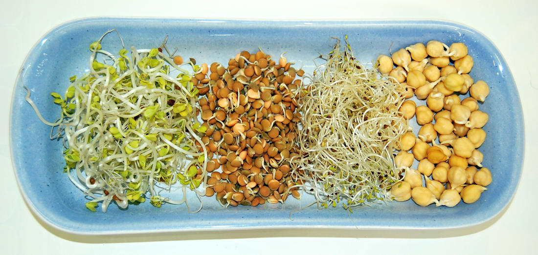 Naklíčená ředkev, čočka, vojtěška a cizrna, zdroj vitaminů, minerálů, enzymů, antioxidantů a dalších látek prospěšných zdraví Klíčky ředkve, čočky, vojtěšky a cizrny