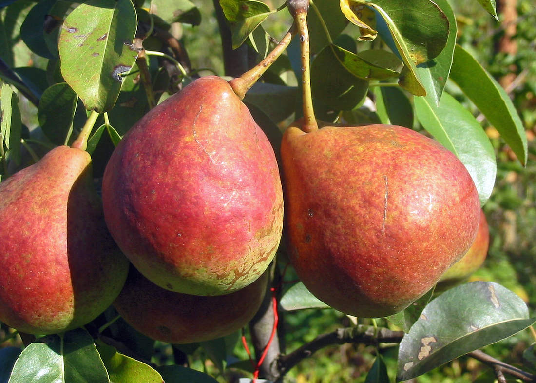 Dicolor, zimní odrůda Hrušky zimní odrůdy Dicolor
