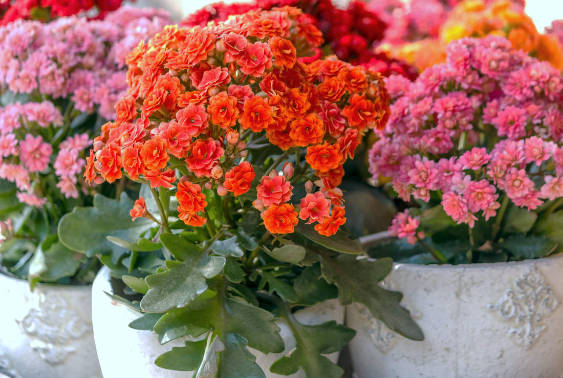 Kolopejka vděčná (Kalanchoe blosfeldiana) potřebuje k založení poupat krátký den; foto Shutterstock Kolopejka vděčná