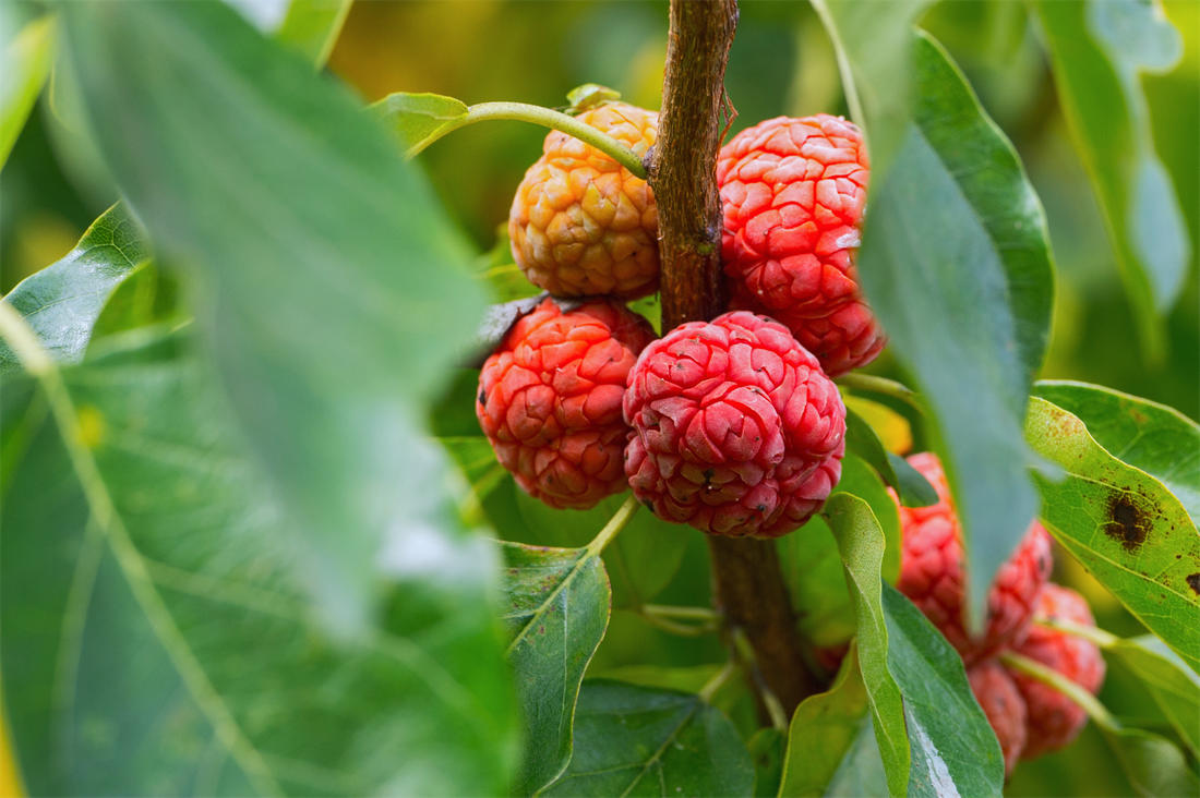 Kudranie trojlaločná, novinka ze subtropů; foto Shutterstock Kudranie (Cudrania)