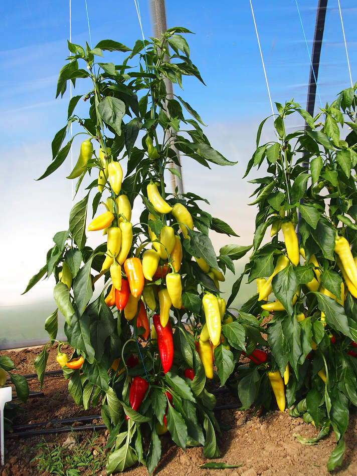 Paprika Sharon F1 patří k odrůdám, které se dají pěstovat jak ve skleníku, tak venku. Na jedné rostlině dozrává 17-20 plodů. Plody jsou trojúhelníkové, zralé žlutozelené, v botanické zralosti červené. Hodí se vyvazovat. Výnosná odrůda papriky Sharon F1