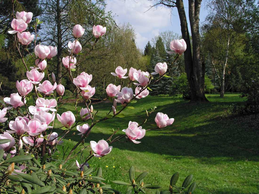 Šácholan Soulangeův (Magnolia x soulangiana Sundew) Šácholan Soulangeův