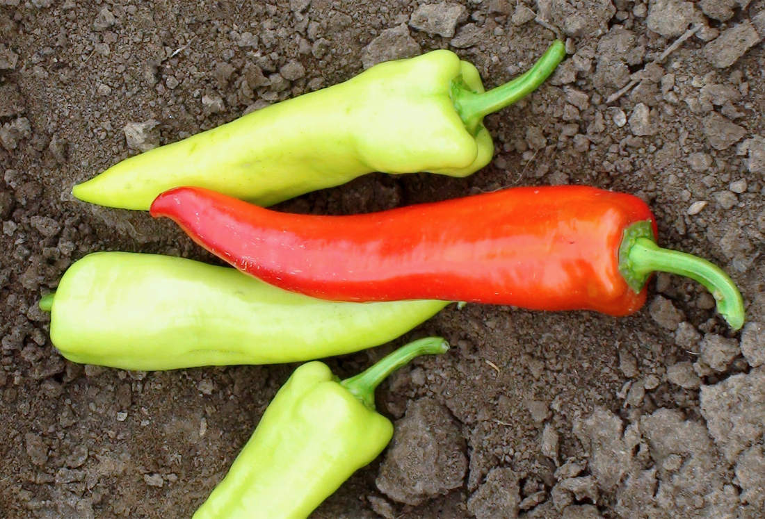 Červená paprika obsahuje více karotenů než paprika zelená Červená paprika obsahuje více karotenů než paprika zelená