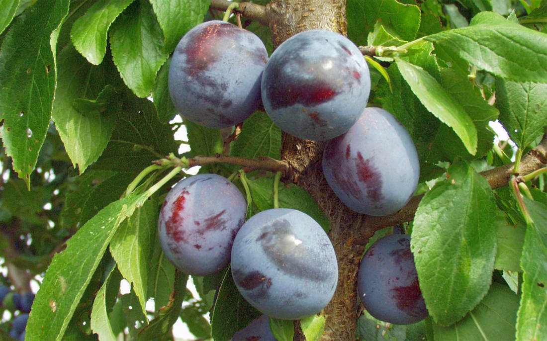 Horňácká Durancie Slíva Horňácká Durancie