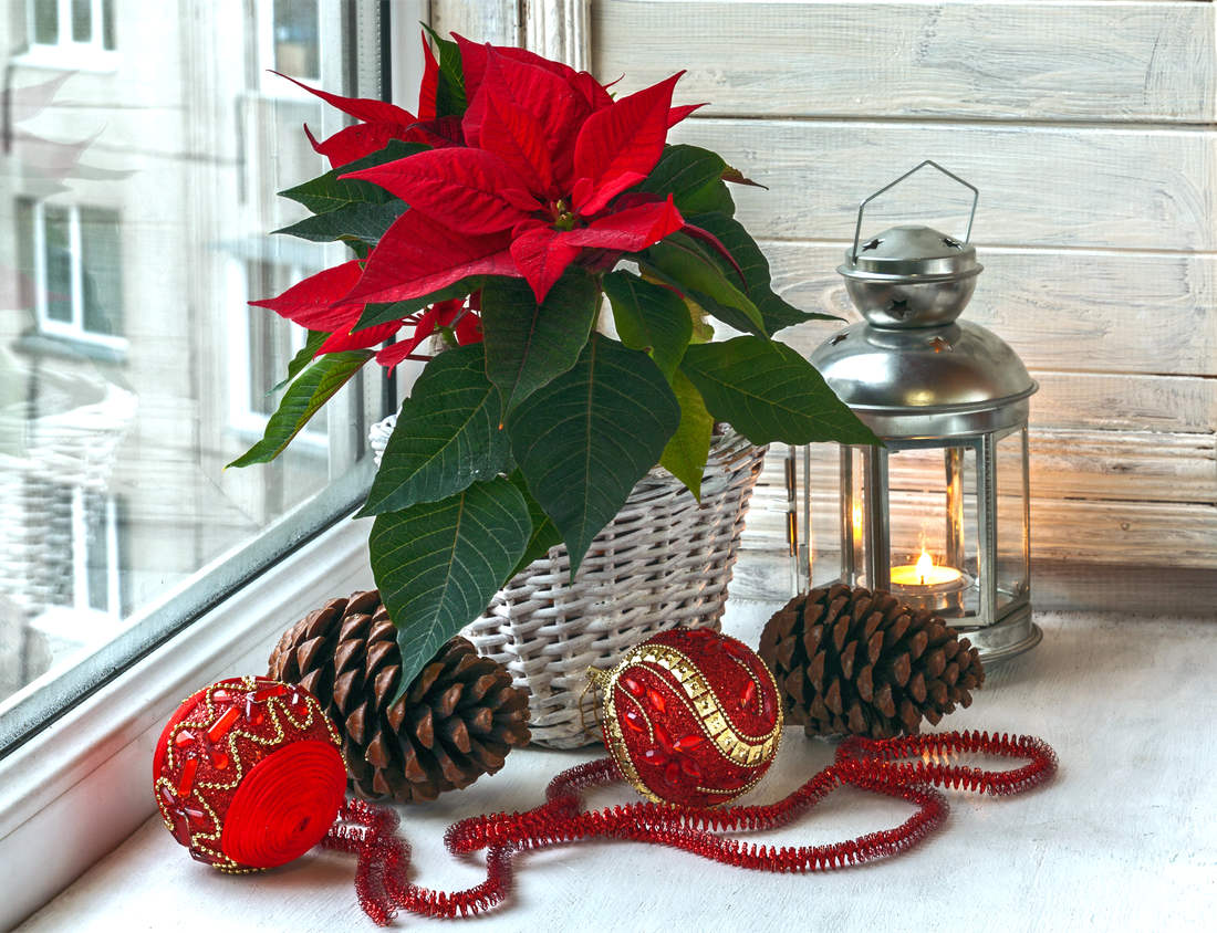 Vánoční hvězda neboli poinsettie (Euphorbia pulcherrima); foto Shutterstock Vánoční dárky, to jsou i pryšce
