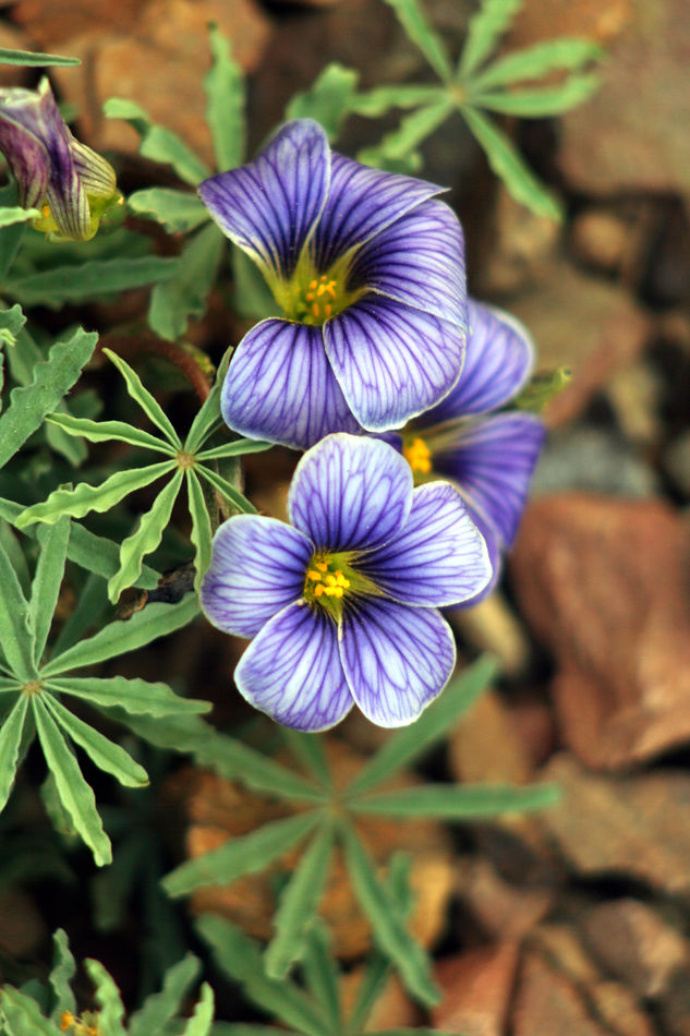 Štavel Oxalis laciniata Seven Bells Štavel Oxalis laciniata Seven Bells