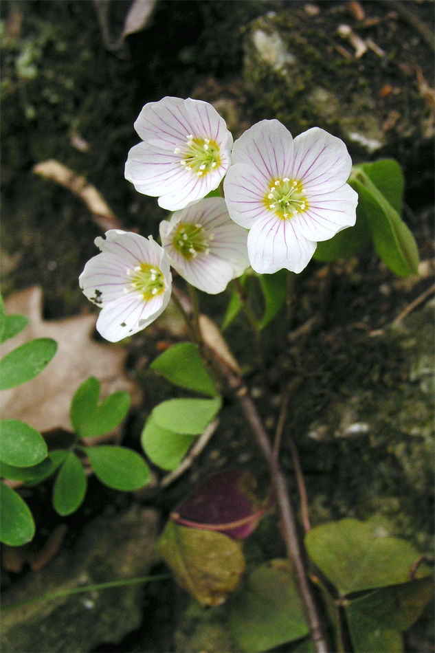 Šťavel Oxalis acetosella, foto P. Sekerka Šťavel Oxalis acetosella, foto P. Sekerka