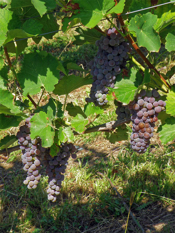 Keř révy Souvignier Gris Keř révy Souvignier Gris