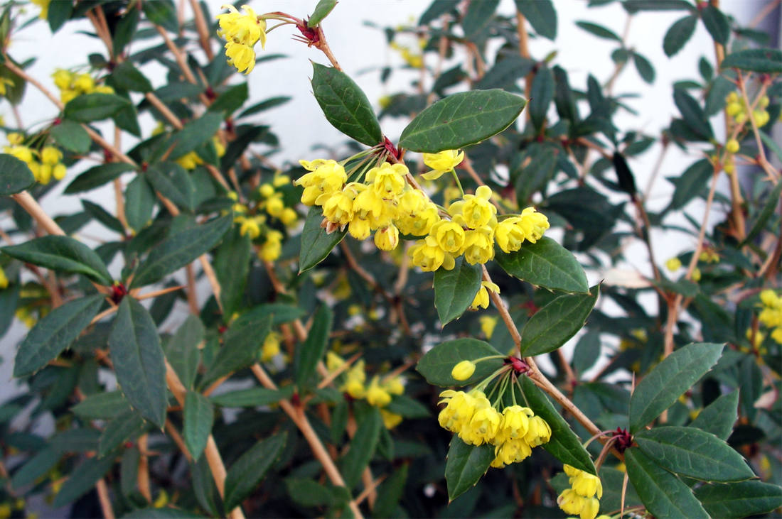 Neopadavý dřišťál Juliin (Berberis Julianae)