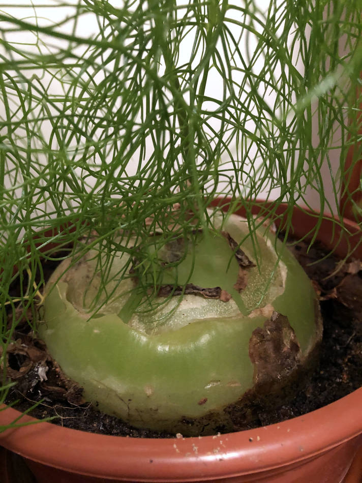 Cibule jihoafrické bovie Bowiea volubilis