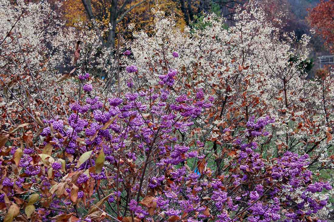 Krásnoplodka (Callicarpa)