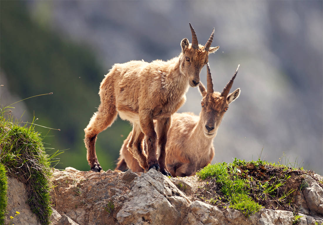 Kozorožci horští; foto Shutterstock Kozorožec ve slovinských horách