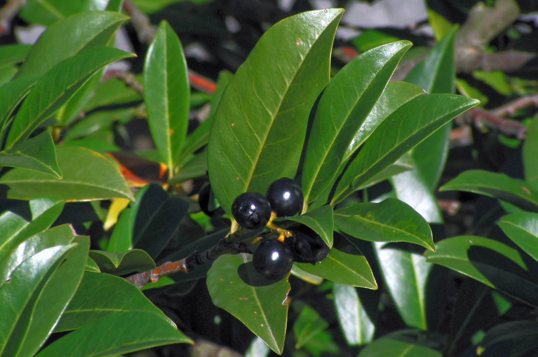 Bobkovišeň lékařská (Laurocerasus officinalis)