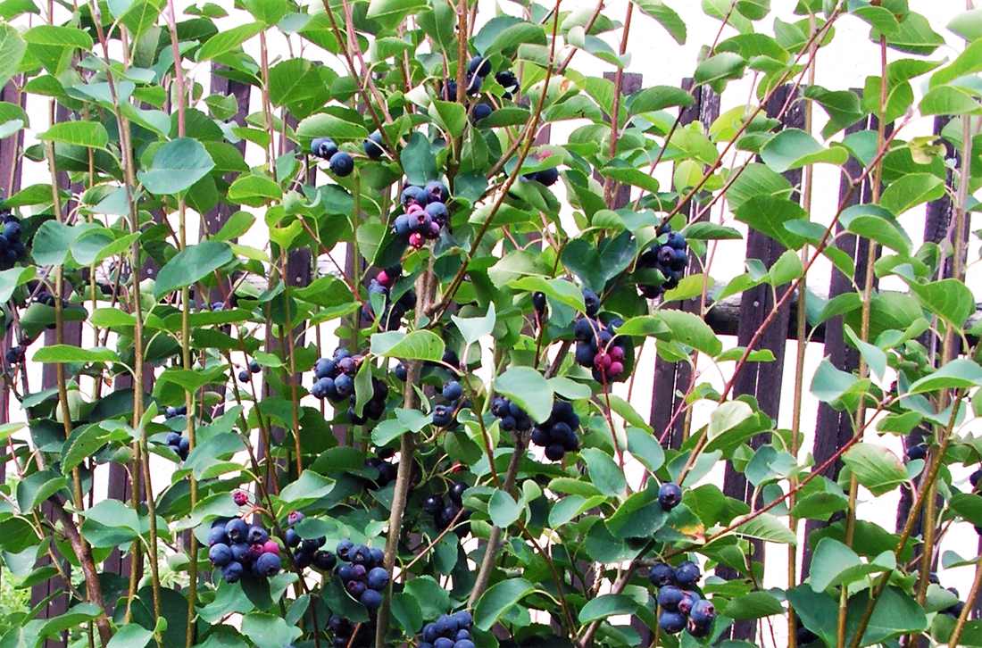 Muchovník (Amelanchier) je z rodu rostlin, které pocházejí z mírného pásma Severní Ameriky a Asie, foto Ivan Dvořák Muchovník