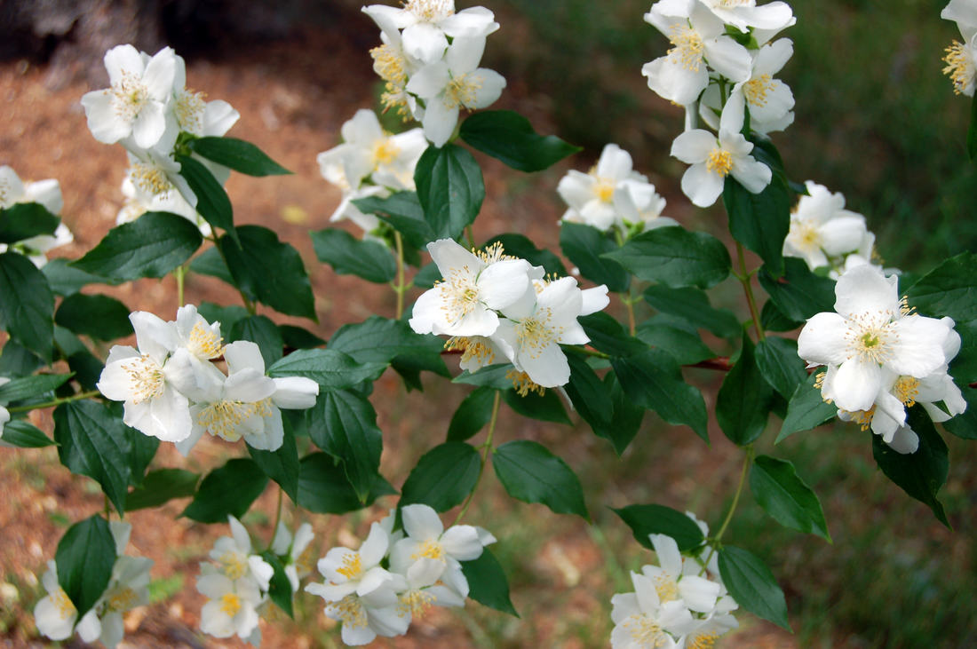 Pustoryl (Philadelphus)
