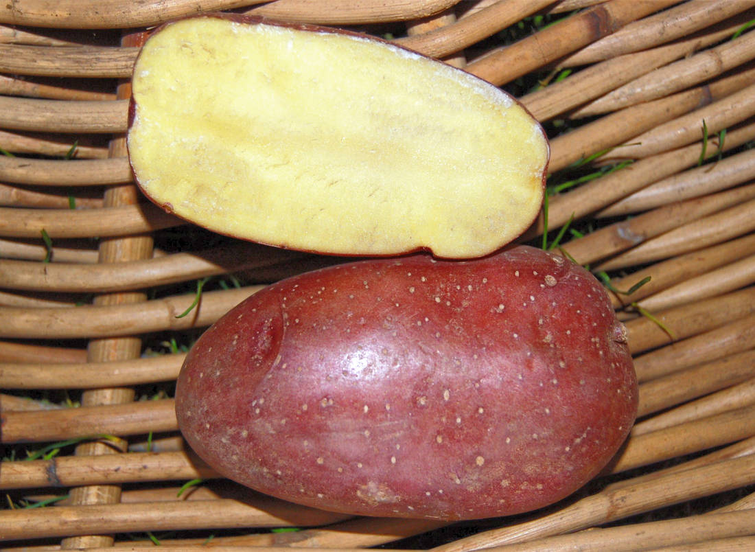 Jak táta odmítal brambory z Afriky a jak rané pěstovat celý rok