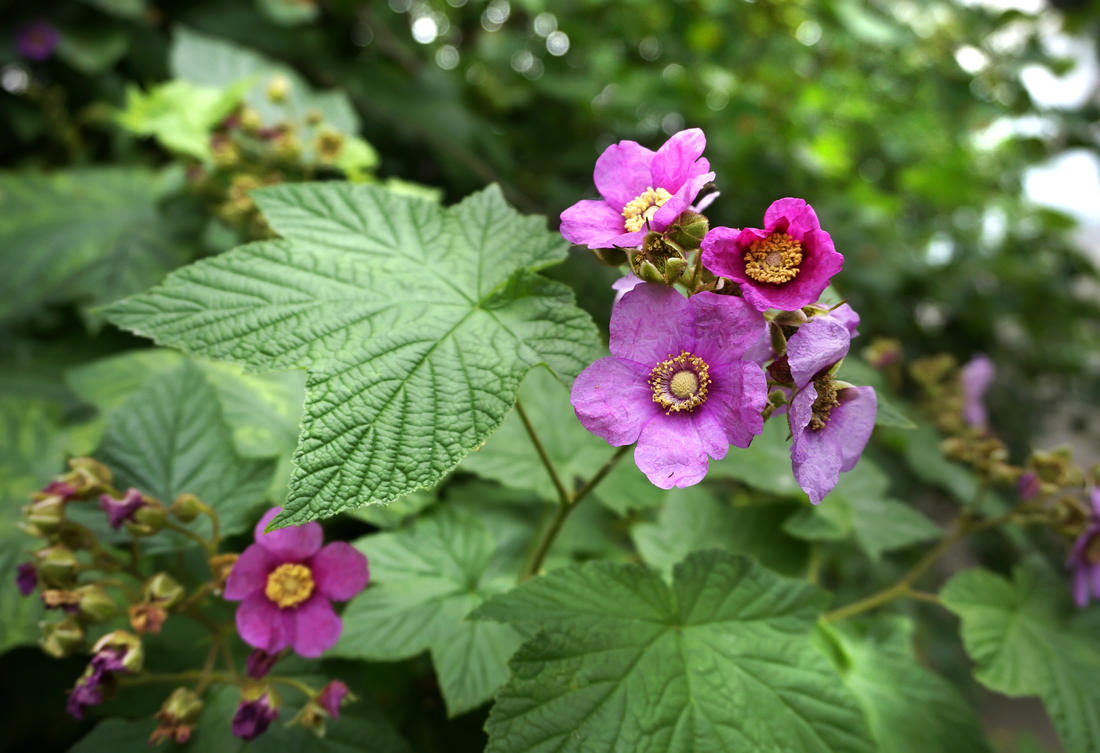 Maliník vonný krásně kvete; foto Shutterstock Maliník vonný (Rubus odoratus)