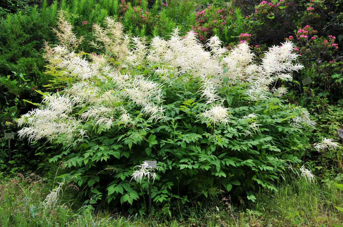 Udatna lesní (Aruncus vulgaris) je mohutnou nepřehlédnutelnou solitérou a to i do zahrady Udatna lesní (Aruncus vulgaris)