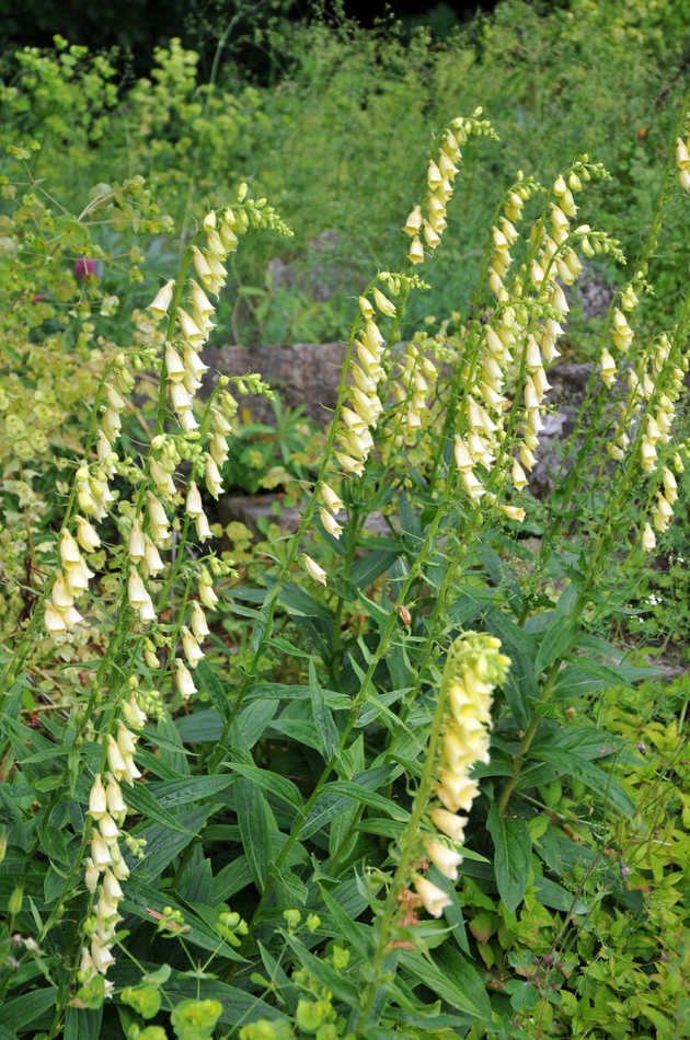 Náprstník velkokvětý (Digitalis grandiflora) Náprstník velkokvětý (Digitalis grandiflora)