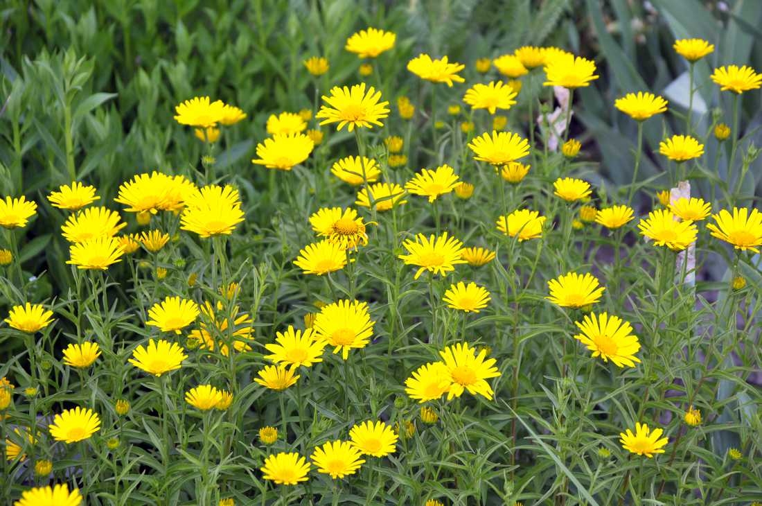 Oman mečolistý (Inula ensifolia) je velmi dekorativní a v květu nepřehlédnutelná trvalka Oman mečolistý