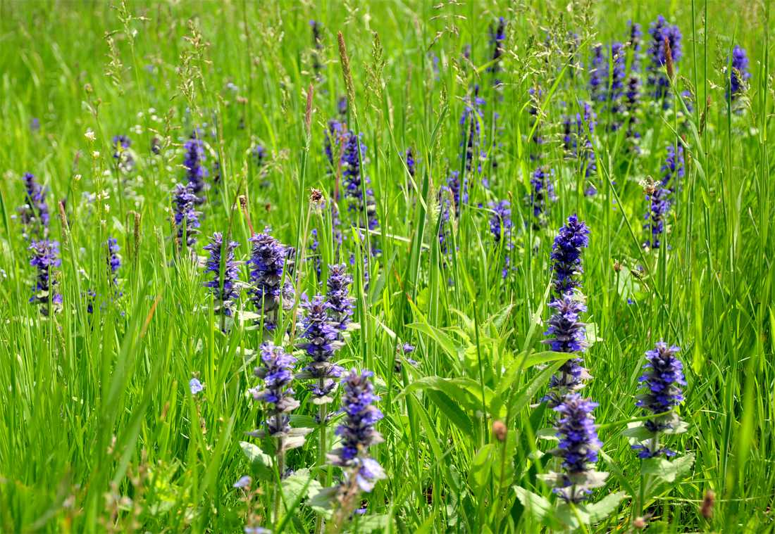 Zcela běžná, nenáročná a přitom krásná trvalka je zběhovec plazivý (Ajuga reptans) Zběhovec plazivý