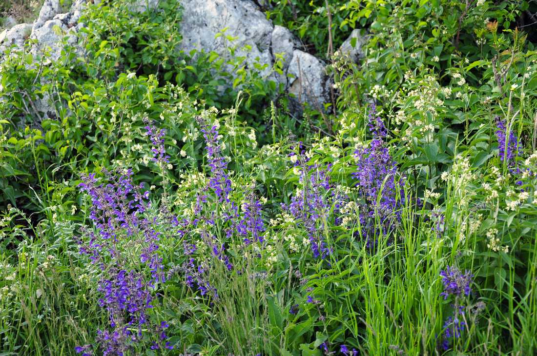 Inspirace z přírody – šalvěj luční (Salvia pratensis) a tolita lékařská (Vincetoxicum hirundinaria) Inspiraci z přírody lze přenést do zahrady