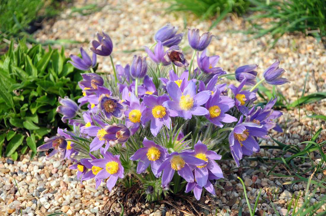 Koniklec otevřený (Pulsatilla patens) miluje slunečná suchá stanoviště Koniklec otevřený (Pulsatilla patens)